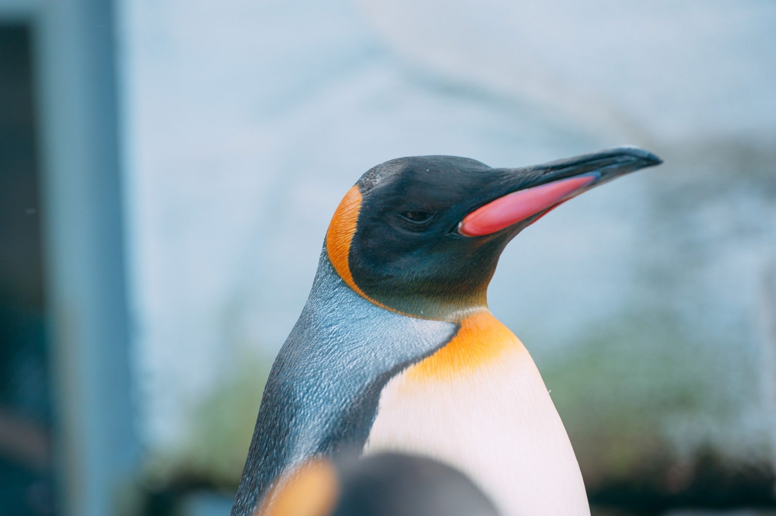 「旭川動物園のペンギン」の写真