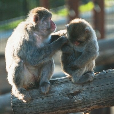 子猿を毛づくろいする親猿の写真
