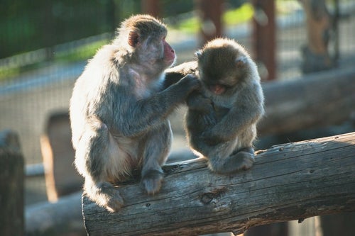 子猿を毛づくろいする親猿の写真