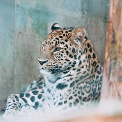 動物園のヒョウの写真