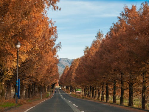 秋晴れとメタセコイア並木の写真