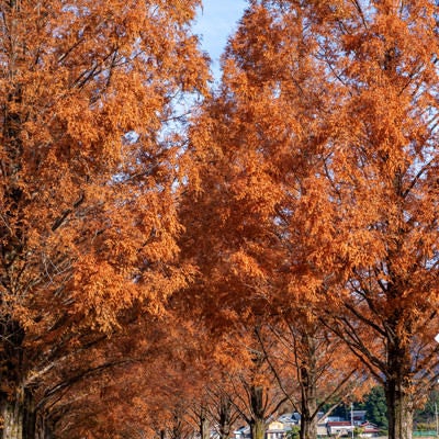 紅葉したメタセコイア並木の写真