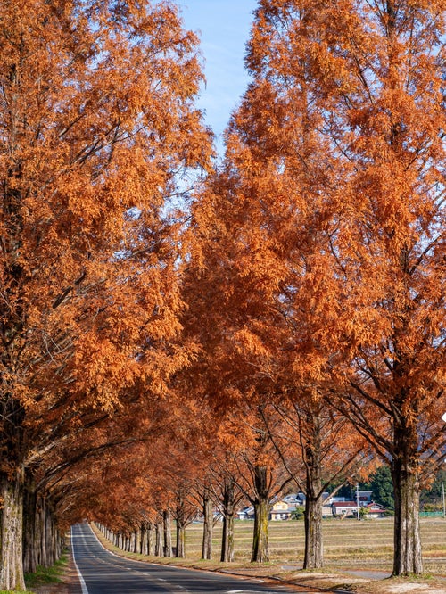 紅葉したメタセコイア並木の写真