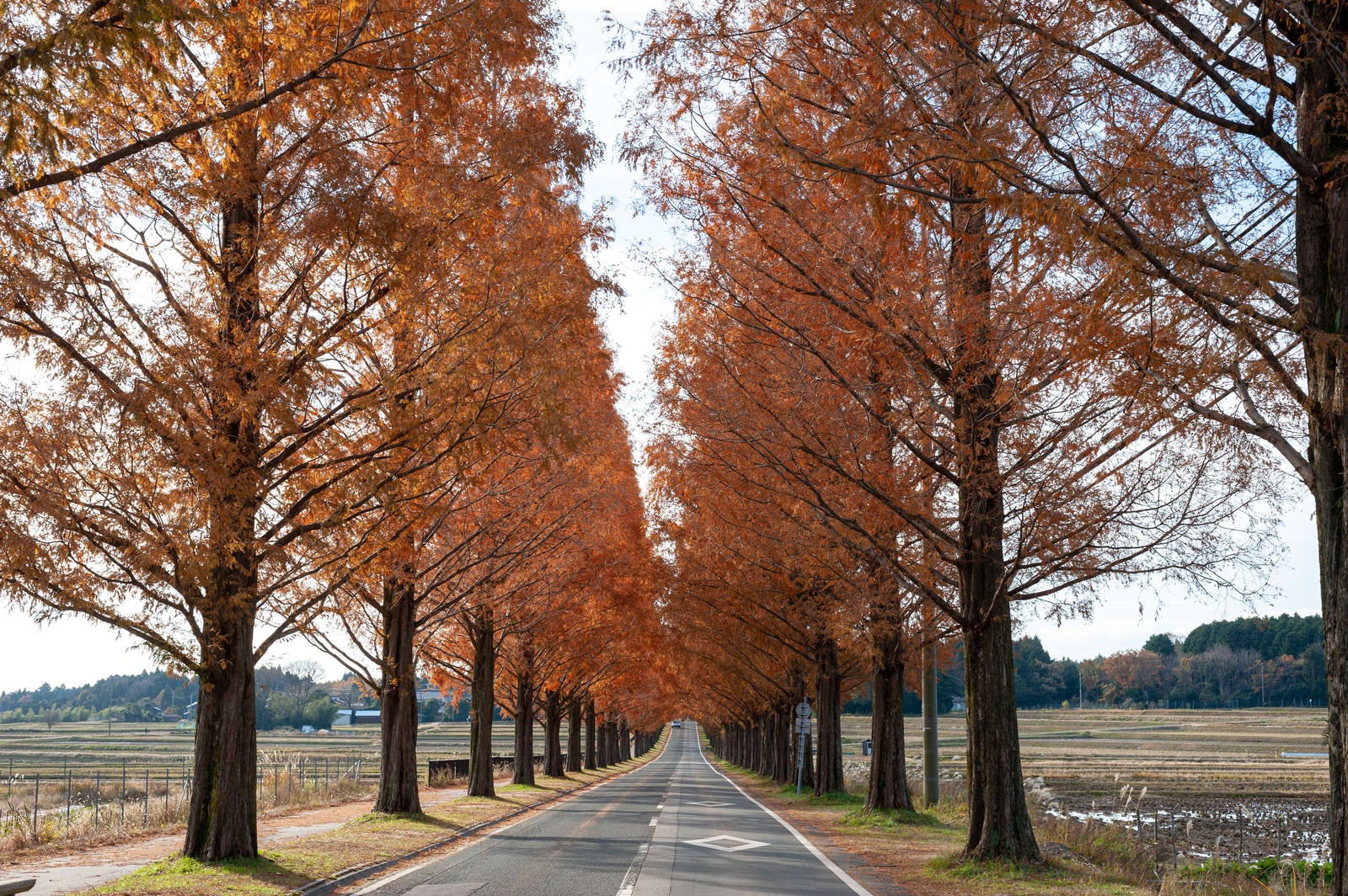 オレンジ色に紅葉したメタセコイアが道路の両側に並ぶ並木道