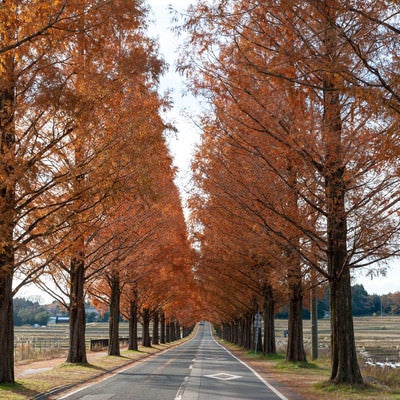 どこまでも続くオレンジ色に紅葉したメタセコイア並木道の写真