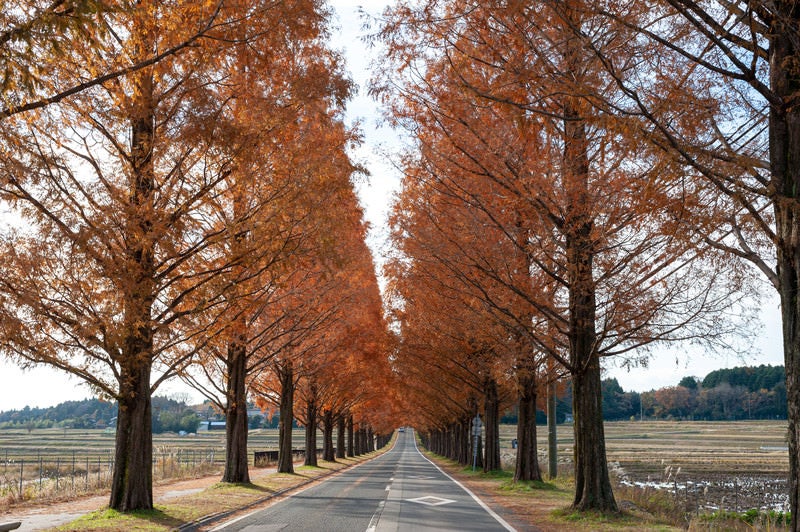 どこまでも続くオレンジ色に紅葉したメタセコイア並木道の写真
