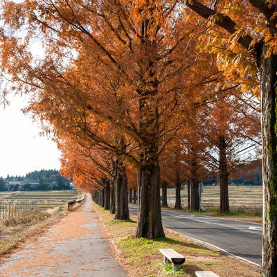 紅葉したメタセコイア並木と歩道脇のベンチの写真