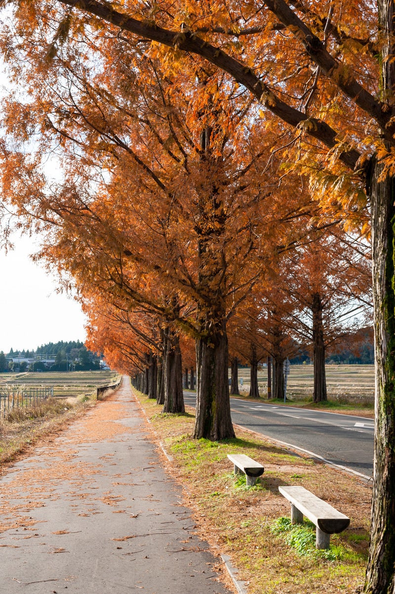 「紅葉したメタセコイア並木と歩道脇のベンチ」の写真