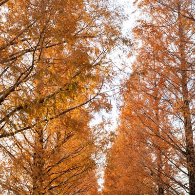 空高く伸びる紅葉したメタセコイアの写真