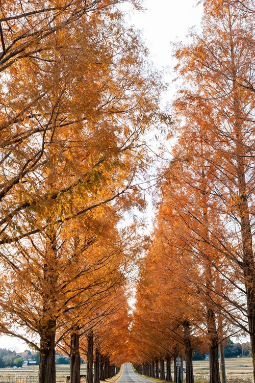 空高く伸びる紅葉したメタセコイアの写真