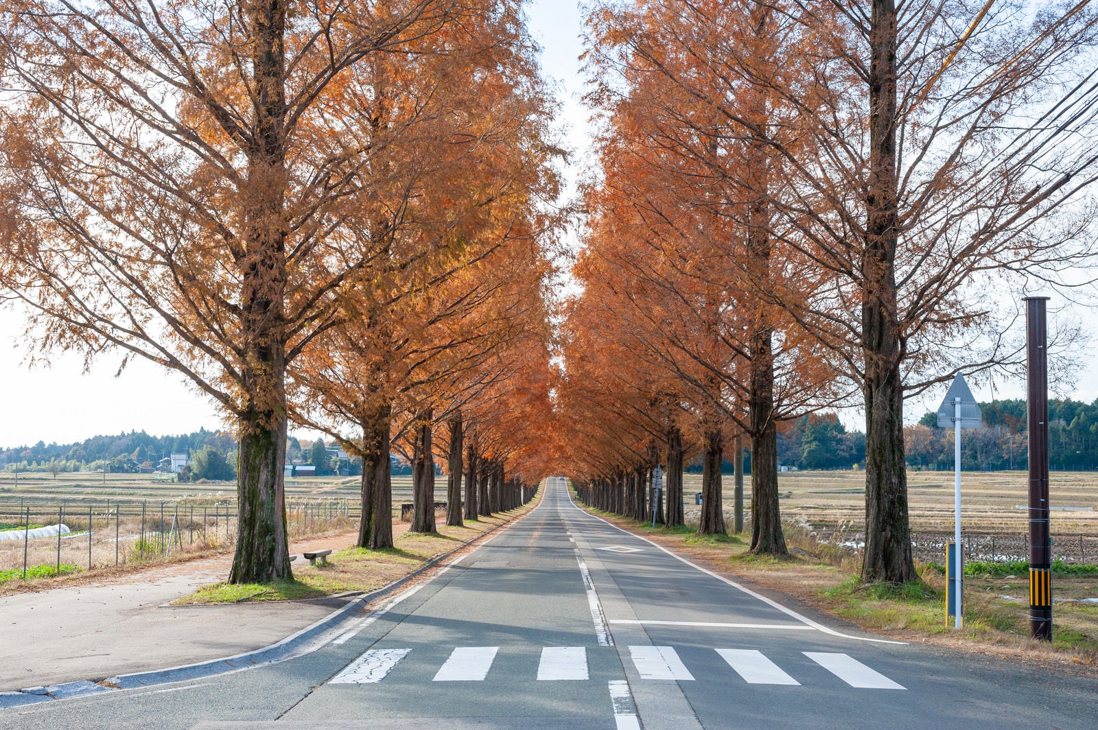 「紅葉したメタセコイア並木と横断歩道」の写真