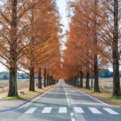 紅葉したメタセコイア並木と横断歩道の写真
