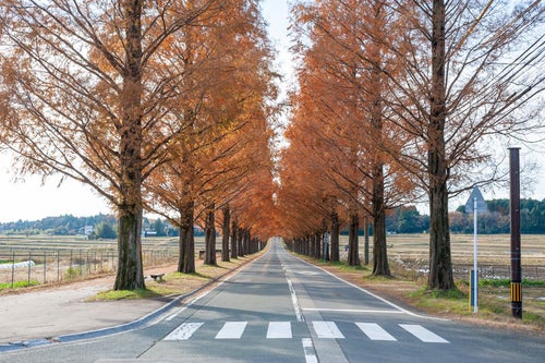 紅葉したメタセコイア並木と横断歩道の写真