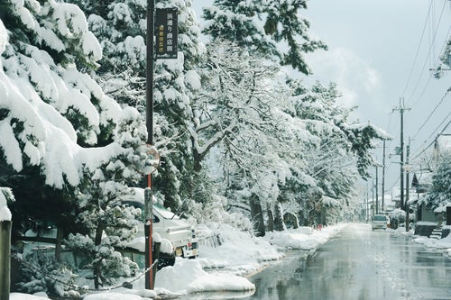 並木の積雪と道路の融雪の写真