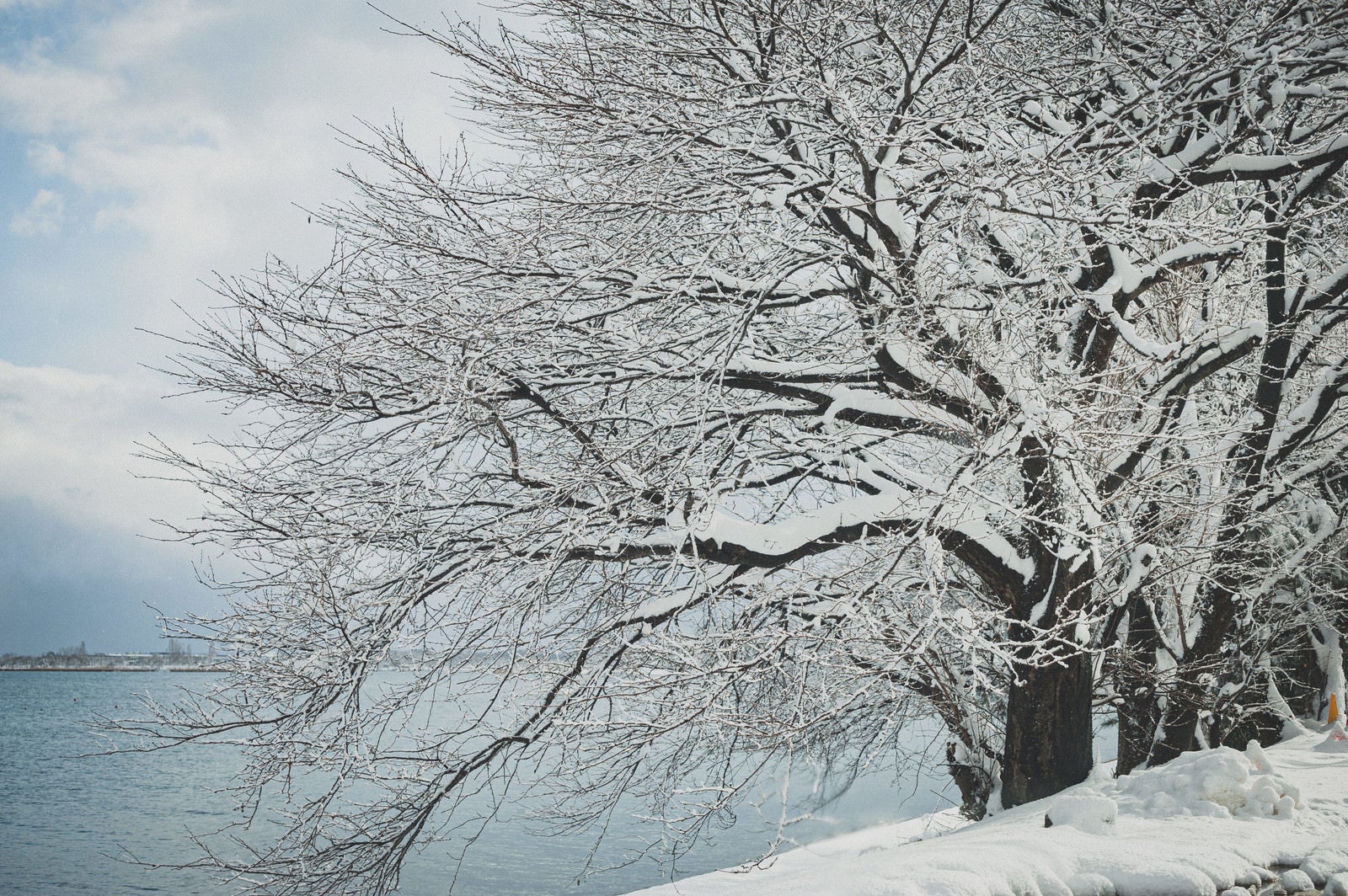 「川端の木々の枝に積もる雪」の写真