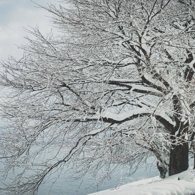 川端の木々の枝に積もる雪の写真