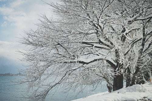 川端の木々の枝に積もる雪の写真