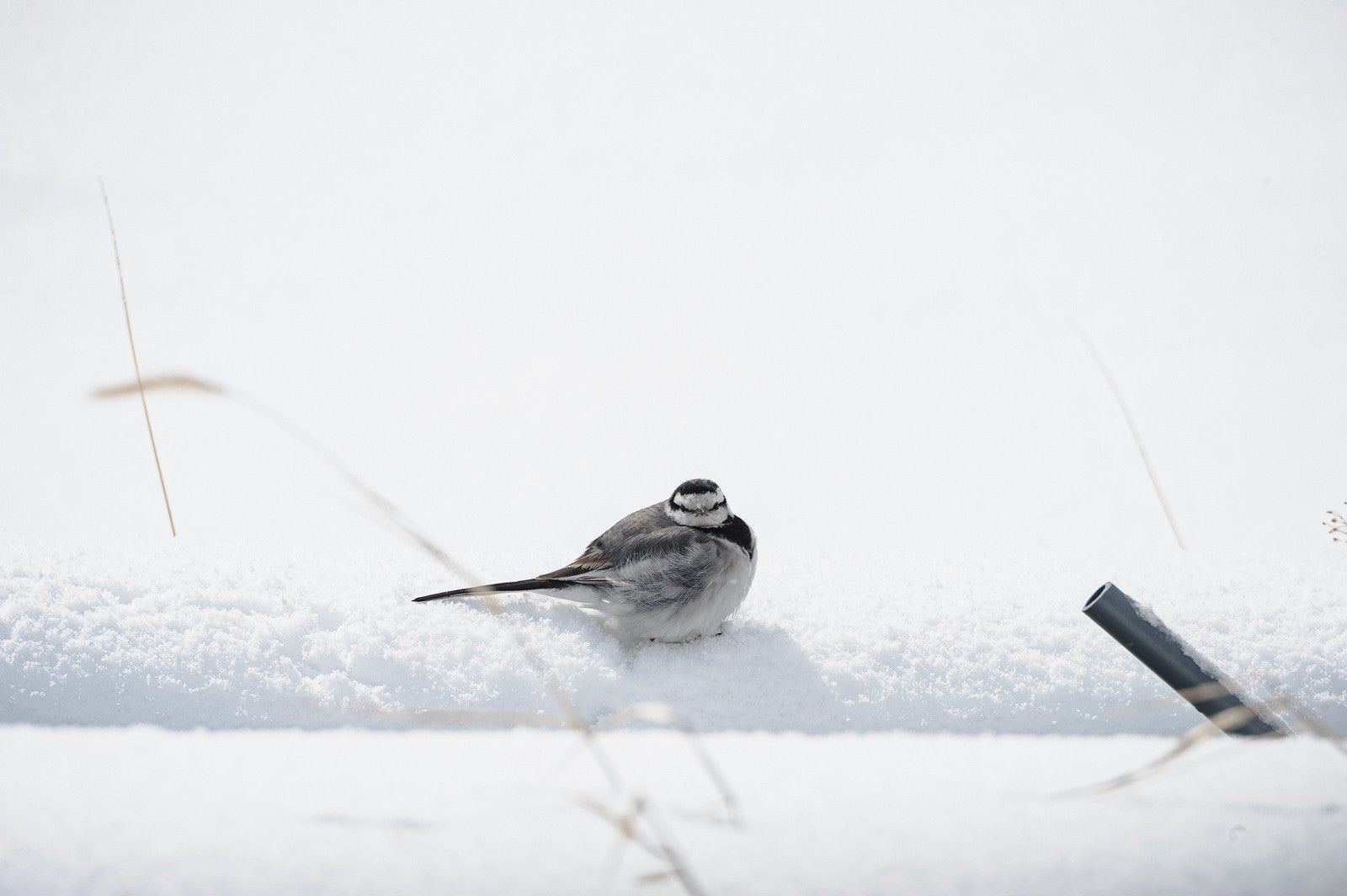 「雪上で丸くなる小鳥」の写真