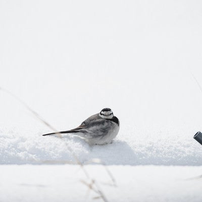 雪上で丸くなる小鳥の写真