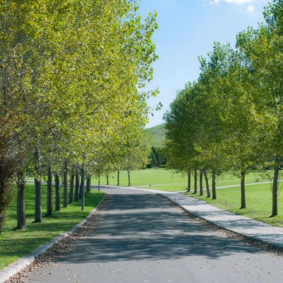 モエレ沼公園の丘の並木道の写真