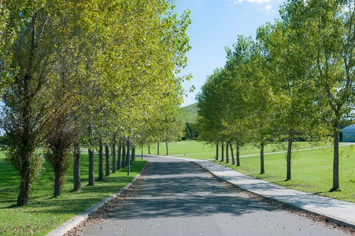 モエレ沼公園の丘の並木道の写真