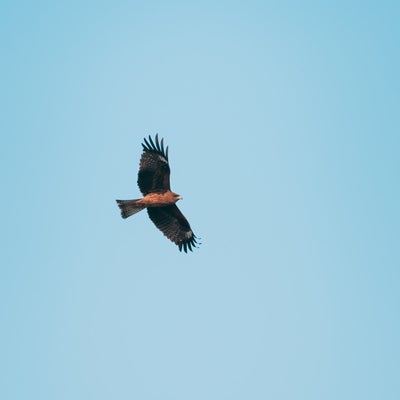 翼を広げて飛ぶ鷹の写真