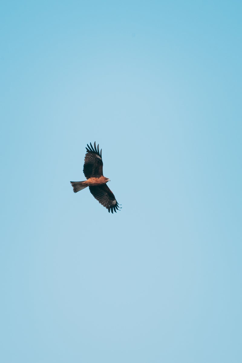 「翼を広げて飛ぶ鷹」の写真