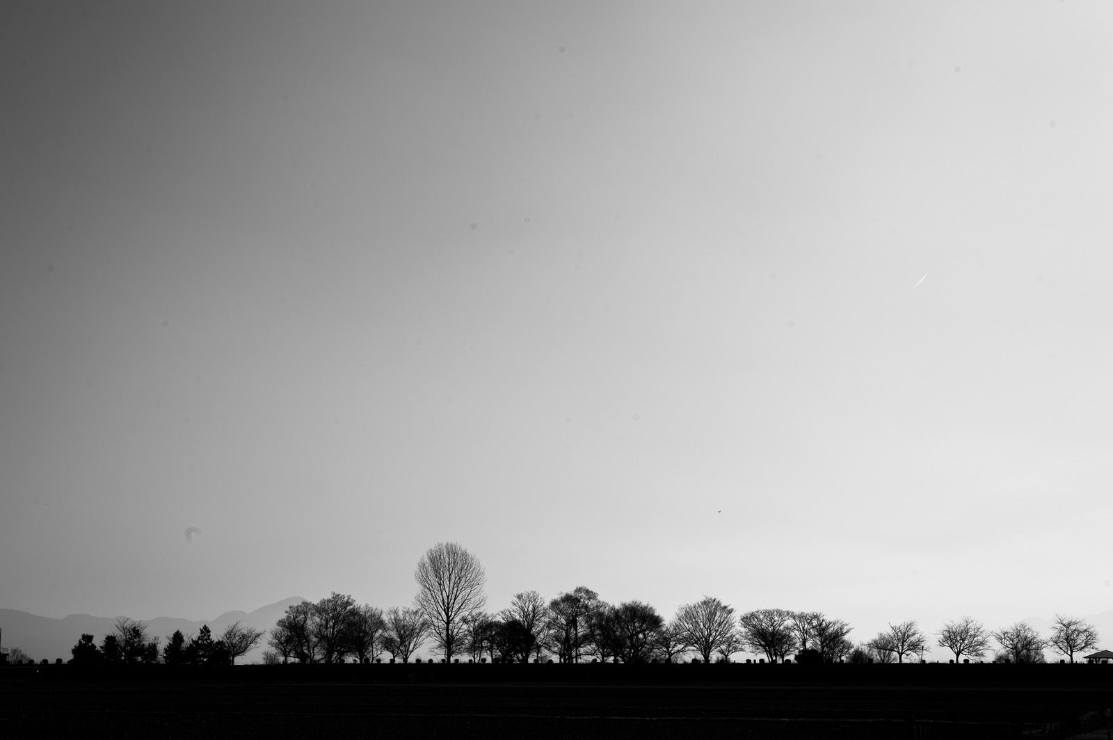 「横一列に並ぶモノクロ樹木」の写真