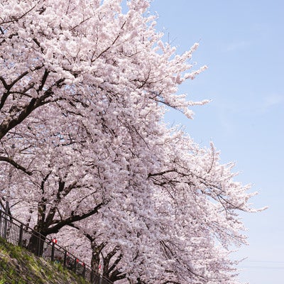 鴨川沿いの桜並木の写真