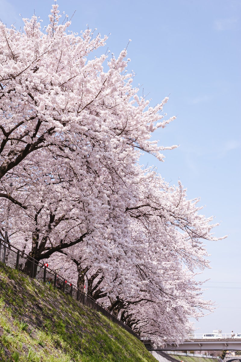 「鴨川沿いの桜並木」の写真