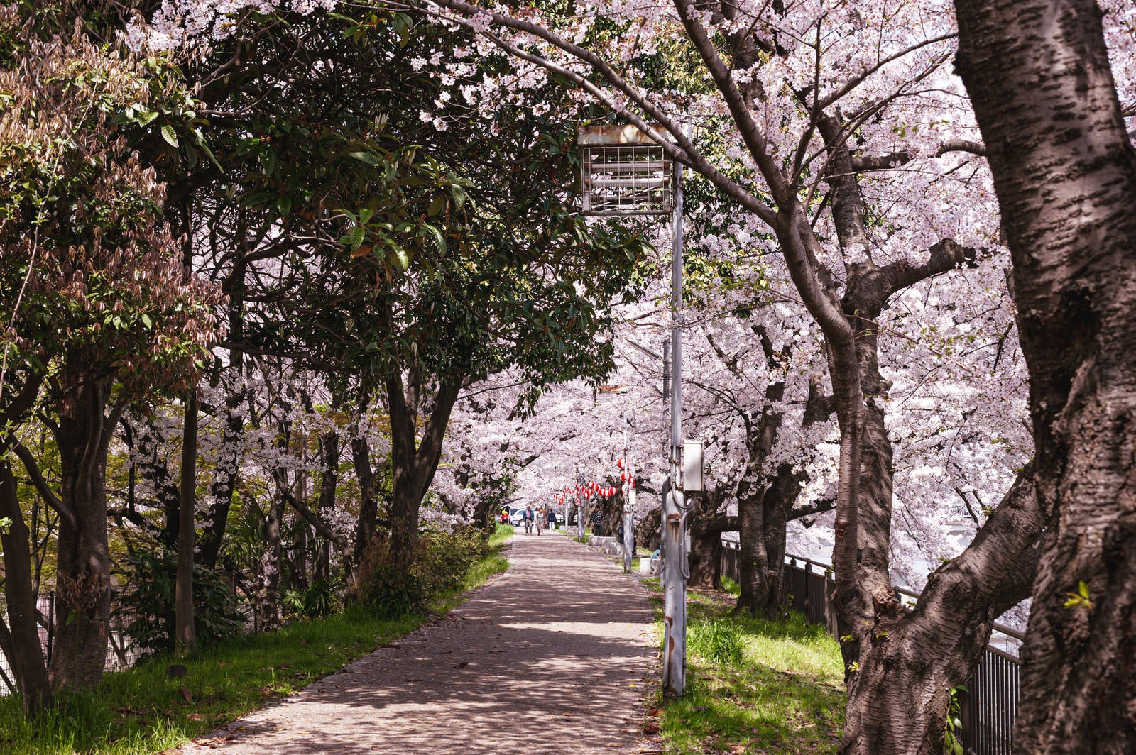 「鴨川ほとりの桜」の写真