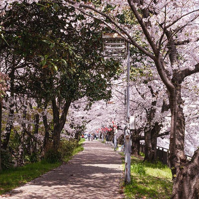 鴨川ほとりの桜の写真