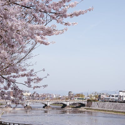 鴨川三条桜（京都府京都市）の写真