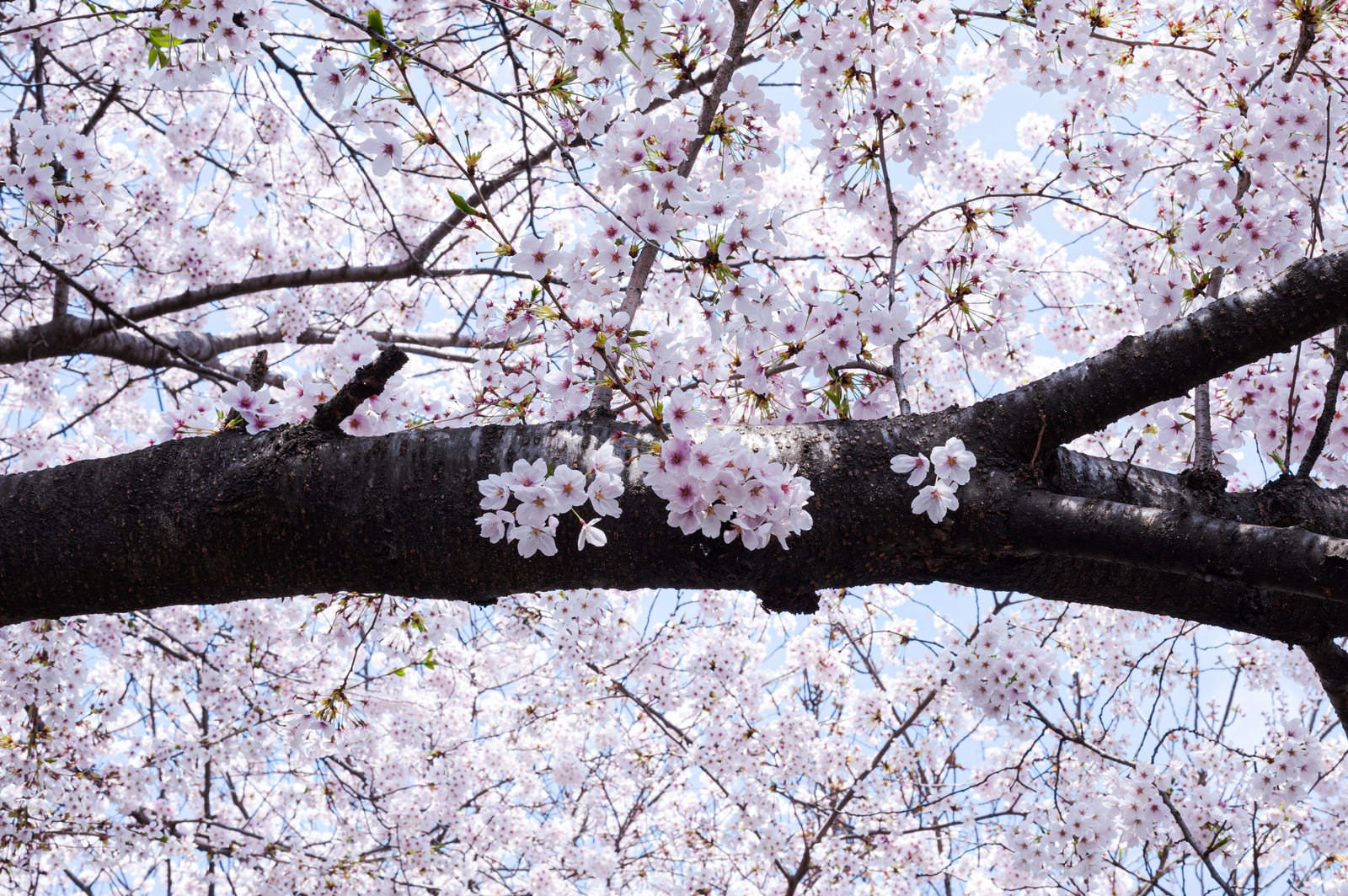 「桜の樹木」の写真