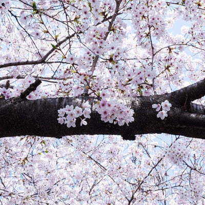 桜の樹木の写真