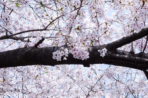 桜の樹木の写真