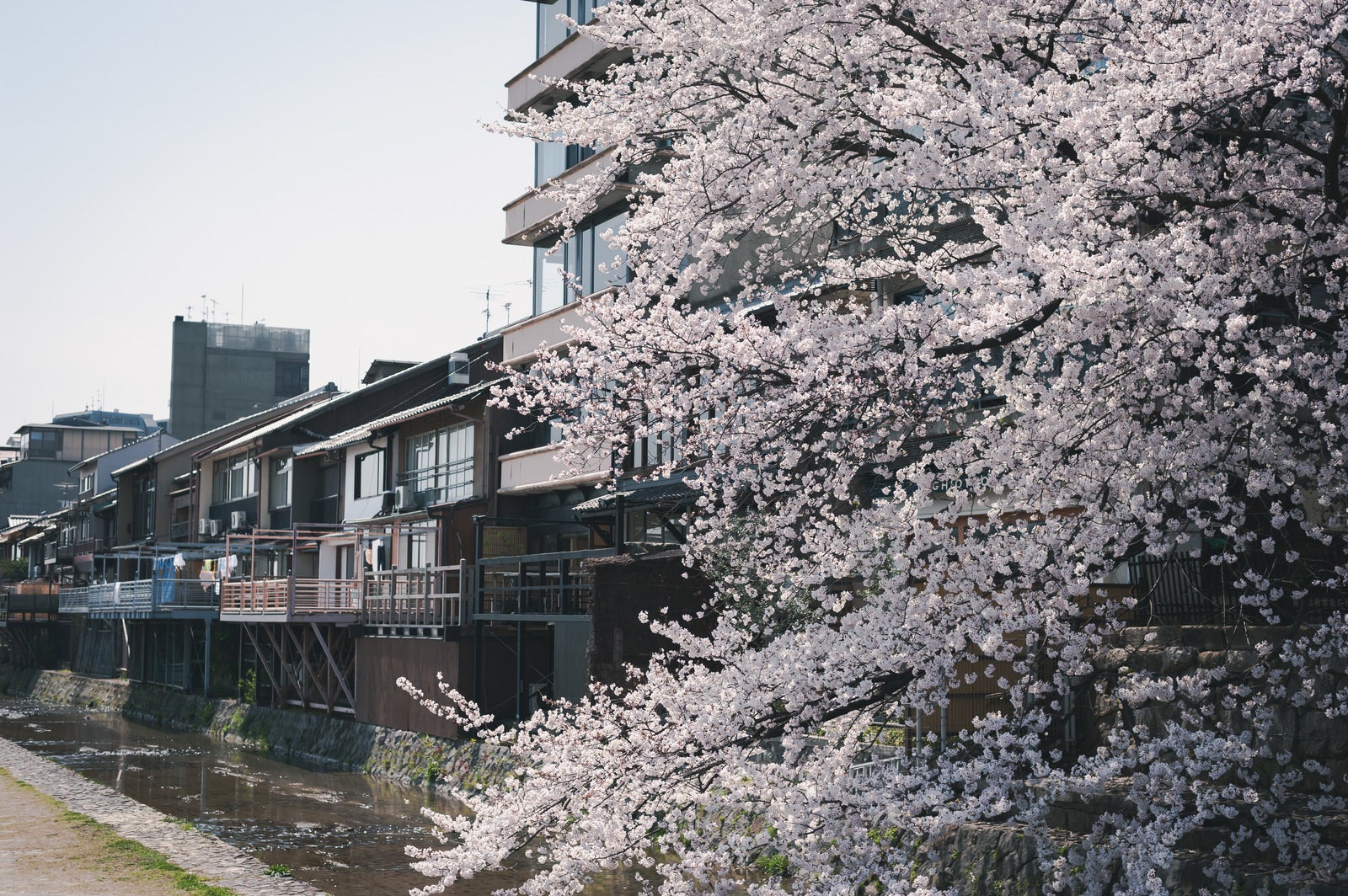 「鴨川沿いの店と桜」の写真