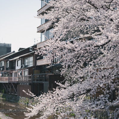 鴨川沿いの店と桜の写真