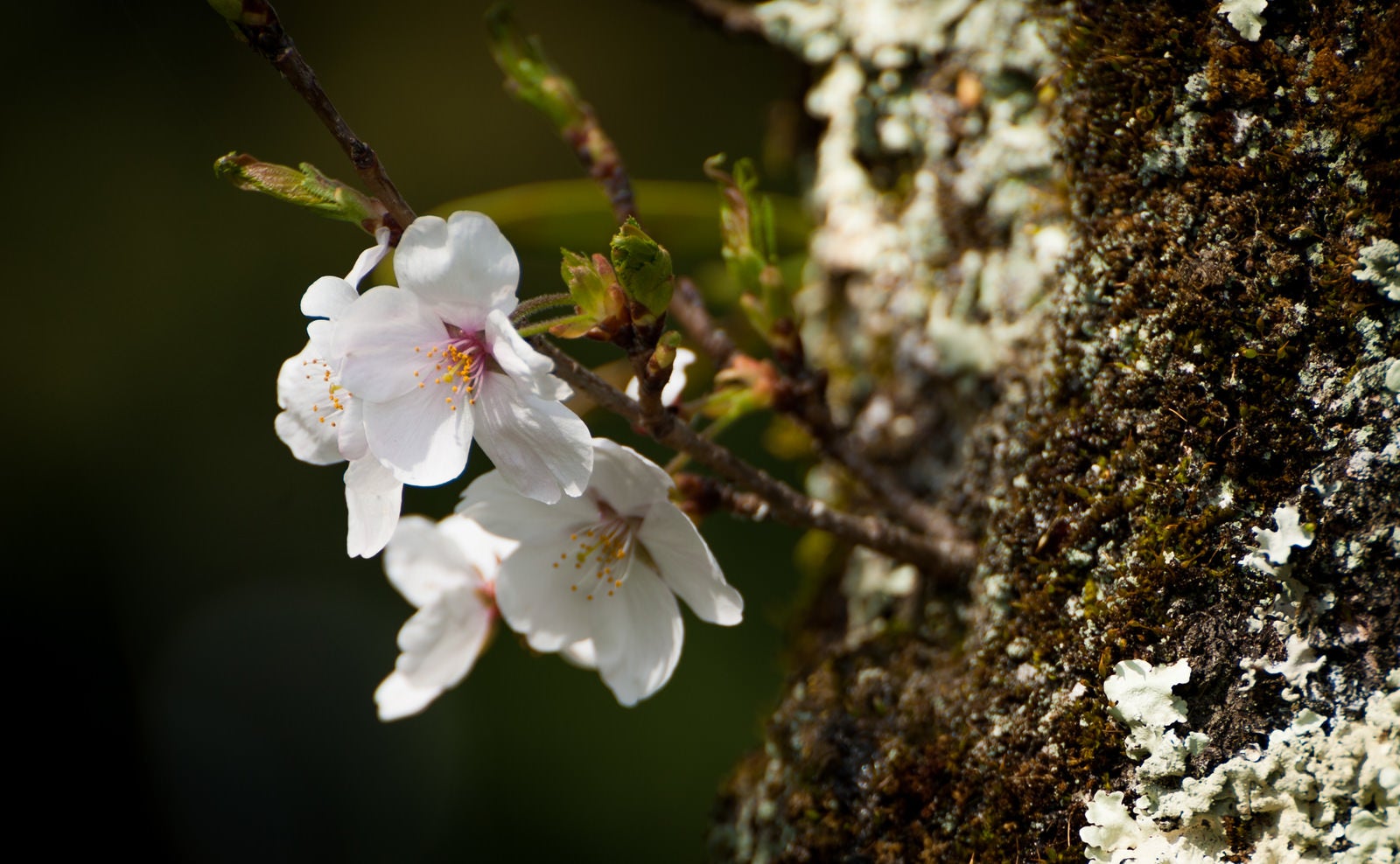 「いい感じの直出しの桜」の写真
