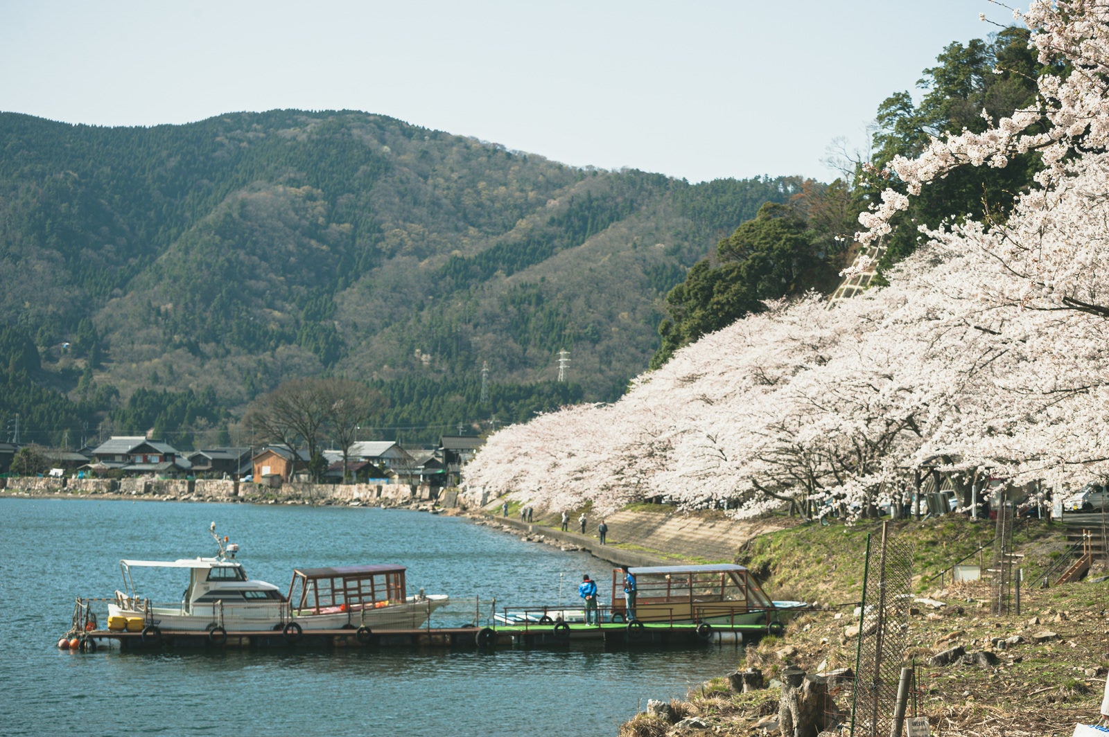 「海津大崎の桜（滋賀県高島市）」の写真