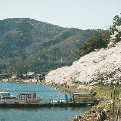 海津大崎の桜（滋賀県高島市）の写真