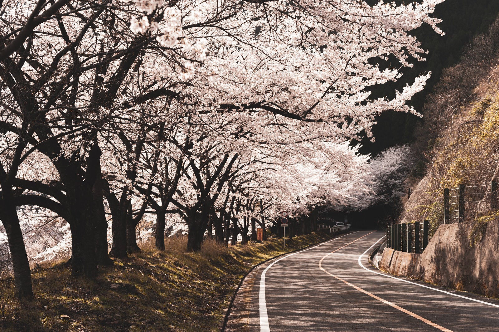 「海津大崎の桜（滋賀県高島市）」の写真