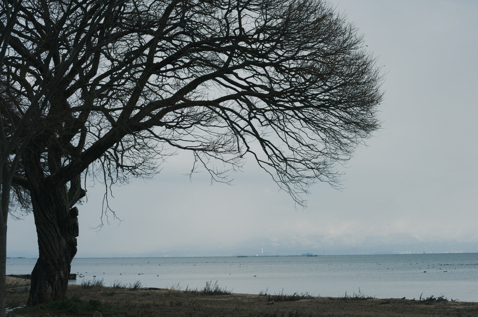 「水平線と大木」の写真