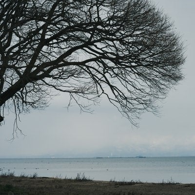 水平線と大木の写真