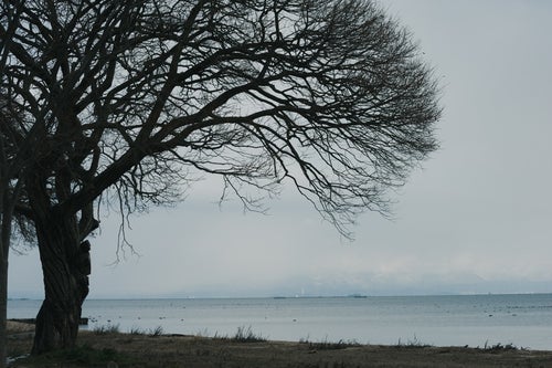 水平線と大木の写真