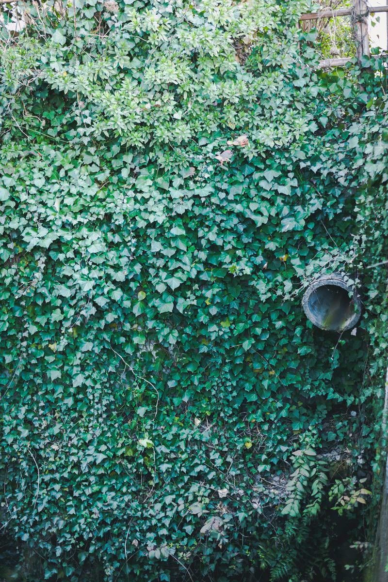 「蔦の葉が張り詰めた壁」の写真