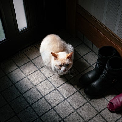 玄関で蹲る白い猫の写真