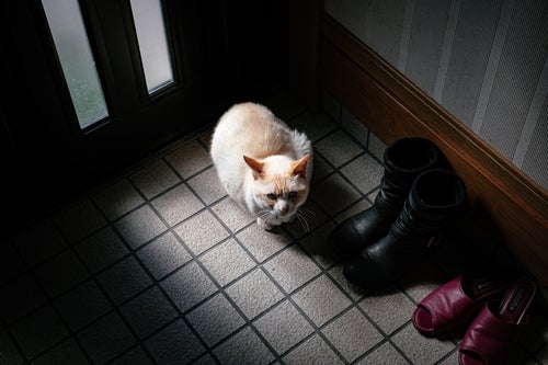 玄関で蹲る白い猫の写真