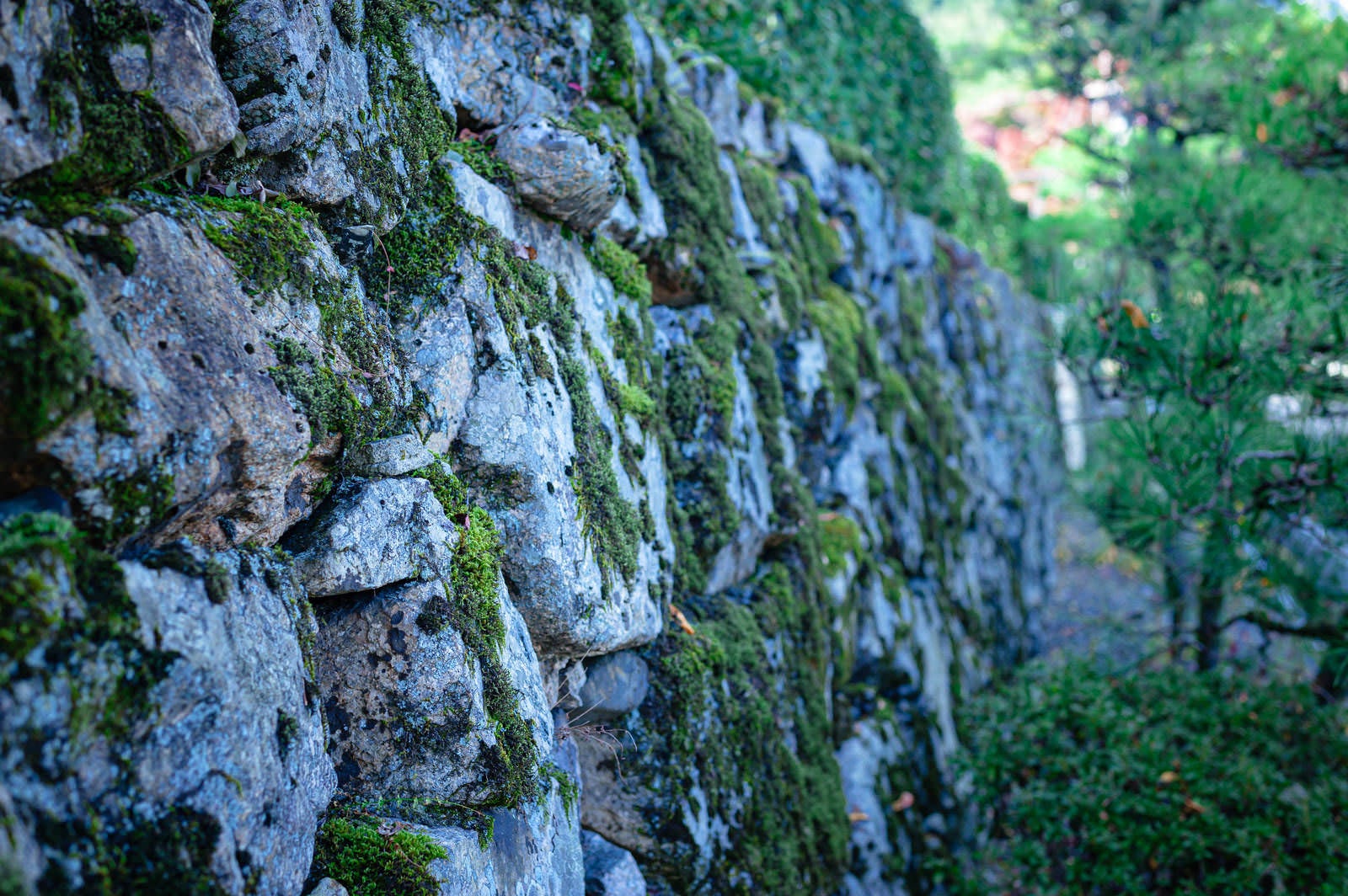 「苔生す石垣」の写真