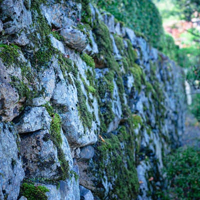 苔生す石垣の写真